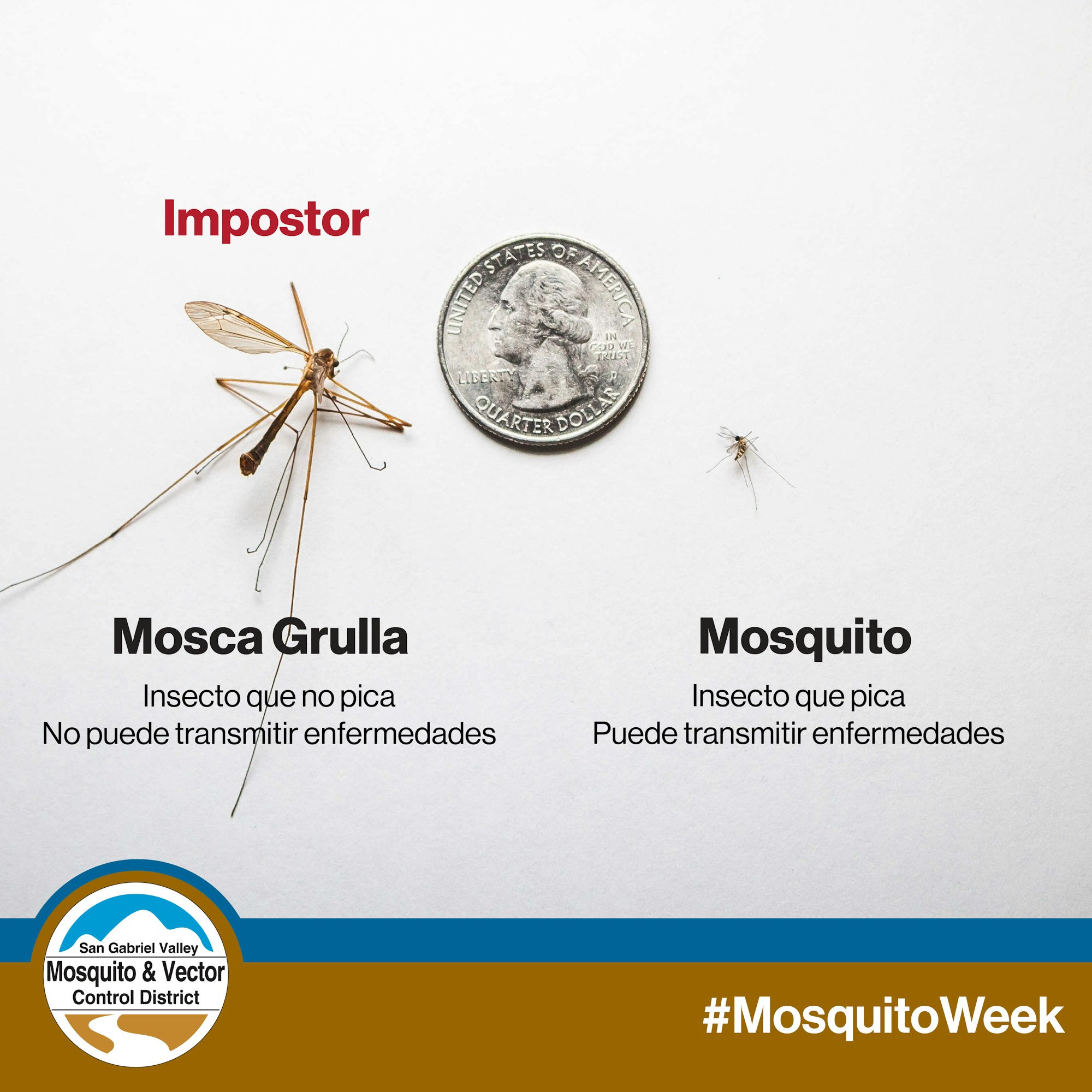 Crane fly, a non-biting insect labeled "impostor," quarter, mosquito that bites and transmits diseases. #MosquitoWeek