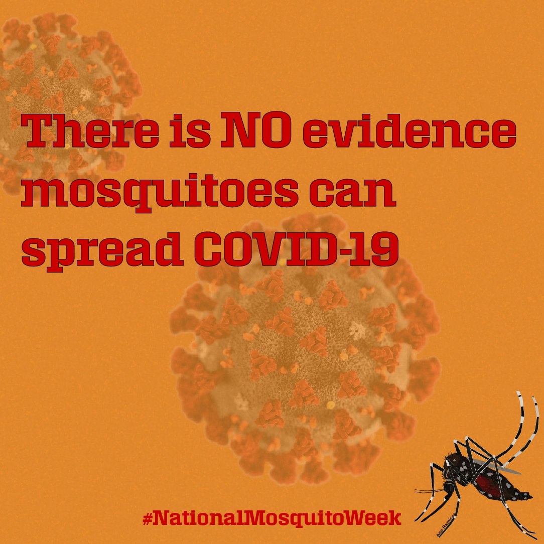 Mosquitoes cannot transmit COVID-19