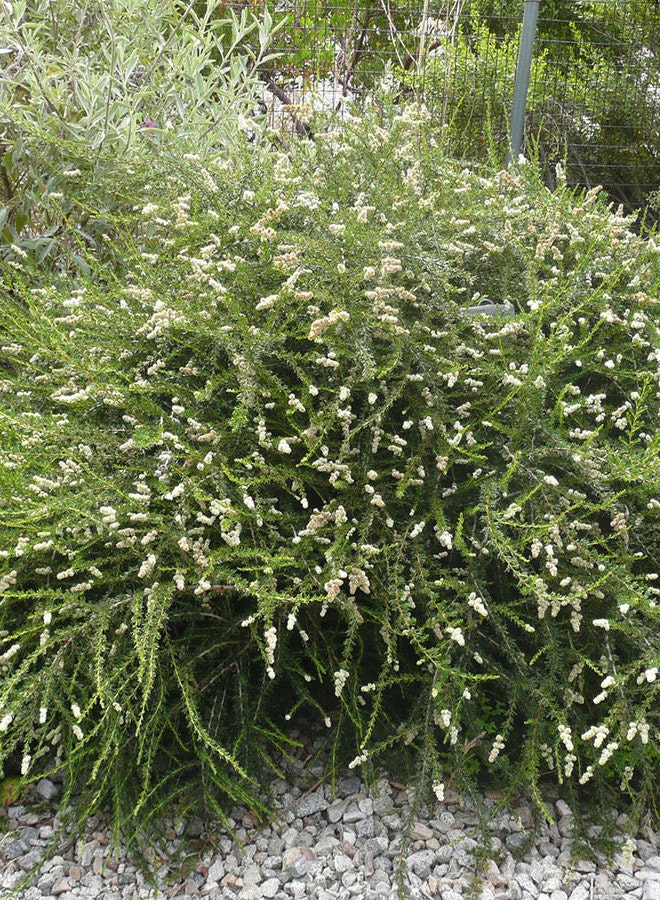May contain: plant, bush, vegetation, conifer, tree, yew, fence, and hedge
