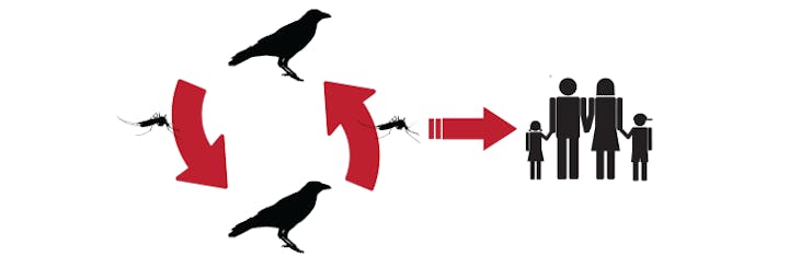 May contain: animal, bird, and crow