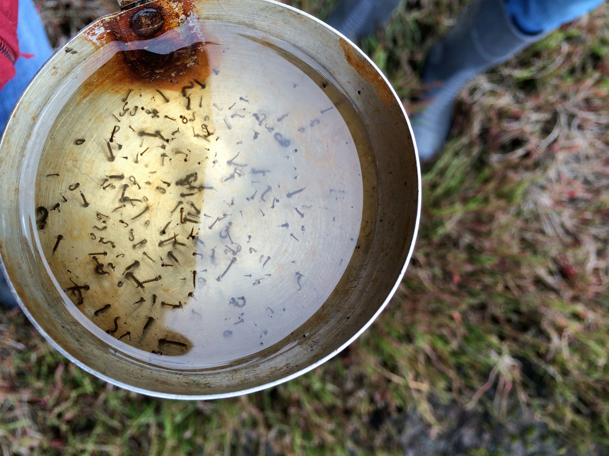 mosquito larvae