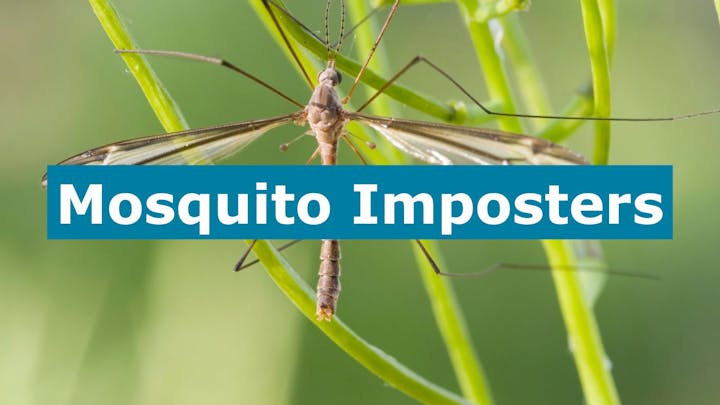 Close-up of an insect on a plant with text overlay: "Mosquito Imposters."