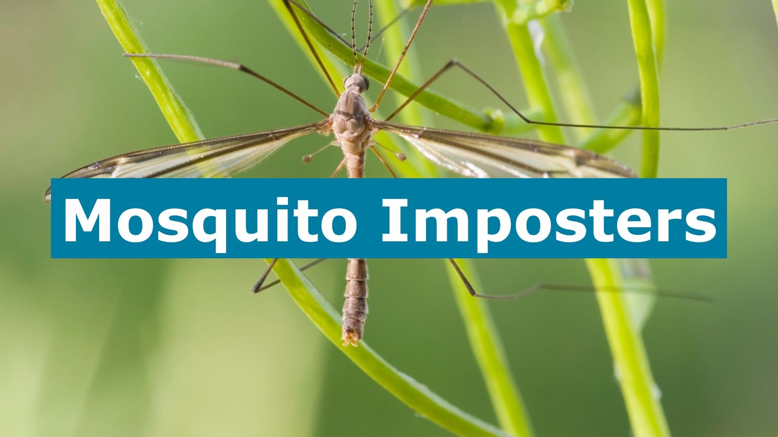 Close-up of an insect on a plant with text overlay: "Mosquito Imposters."