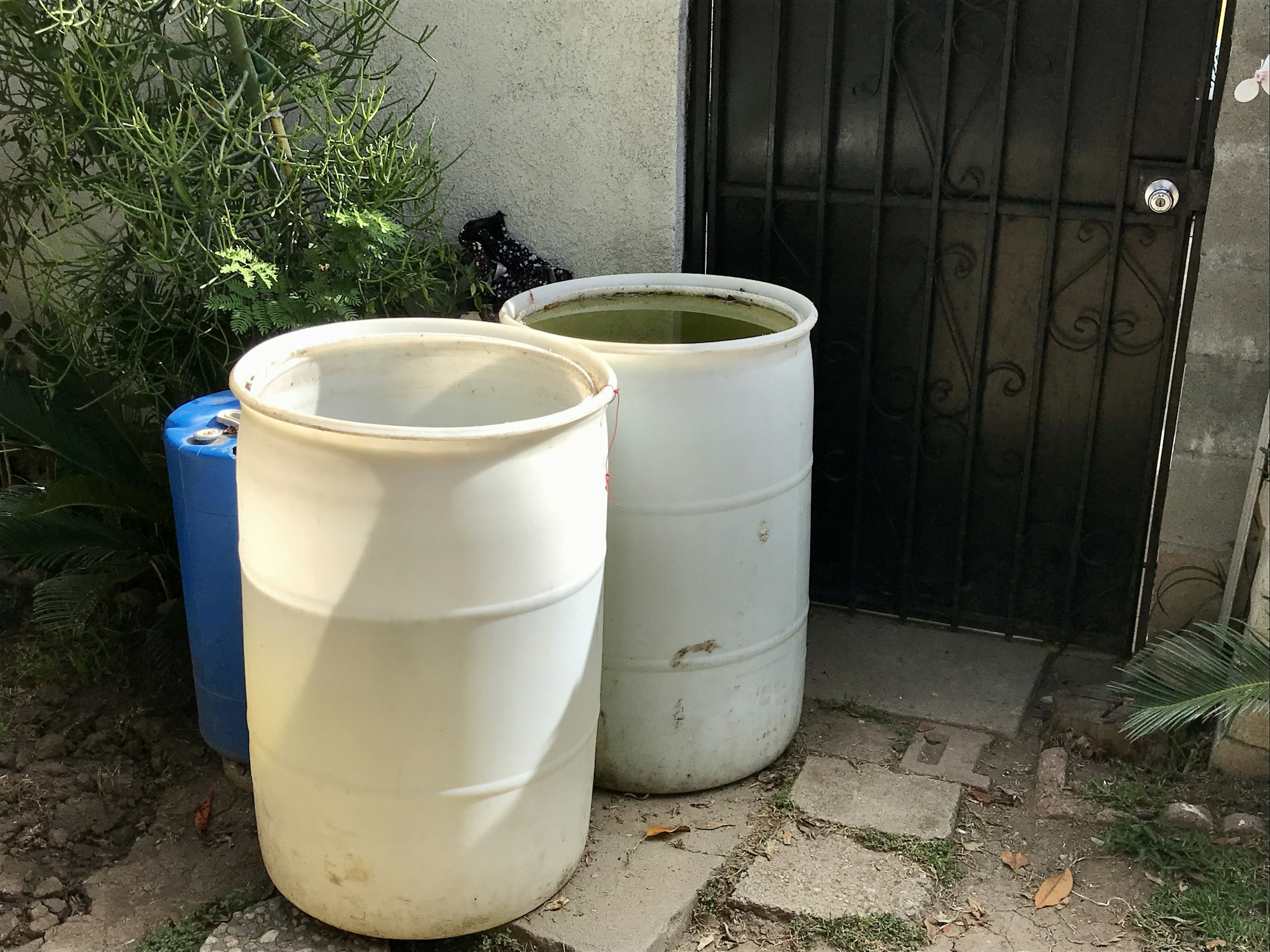 Three large barrels near a black metal door, with plants and a stone path nearby.