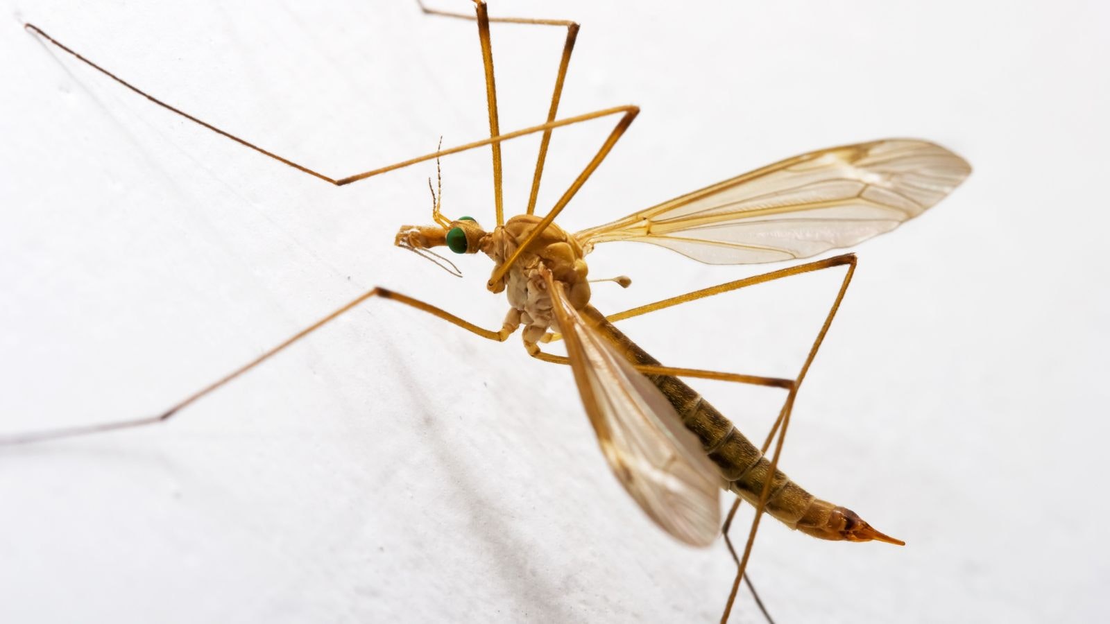 A close-up of a crane fly on a white surface, showing its long legs, transparent wings, and green eyes.