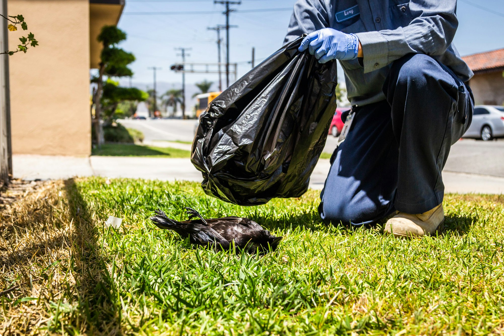 A person in gloves holding a trash bag near a dead bird on grass.