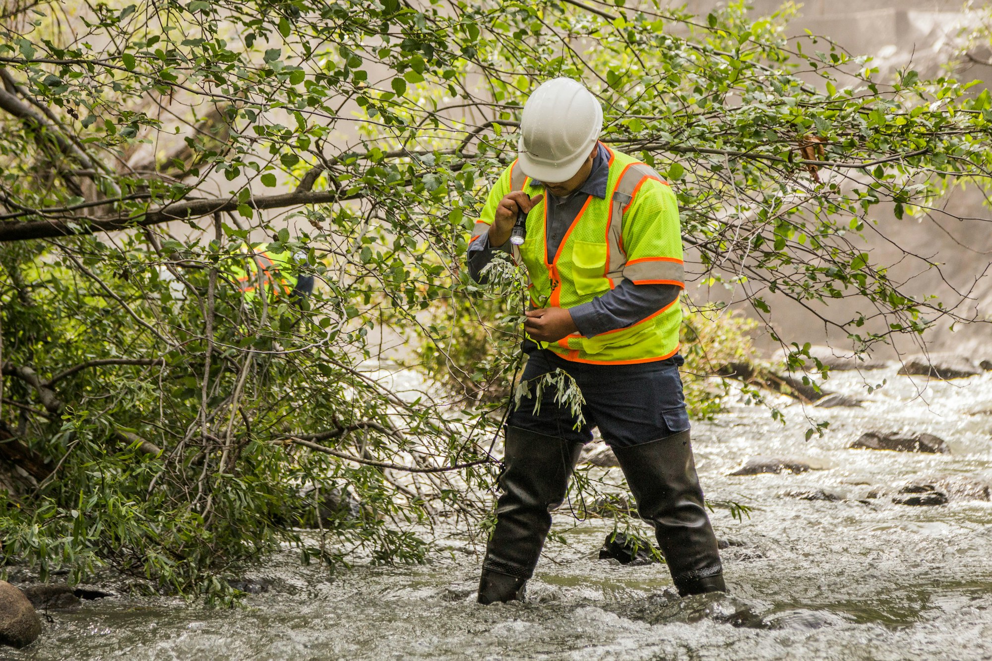 Worker in high-vis vest and helmet examining plants in a stream.