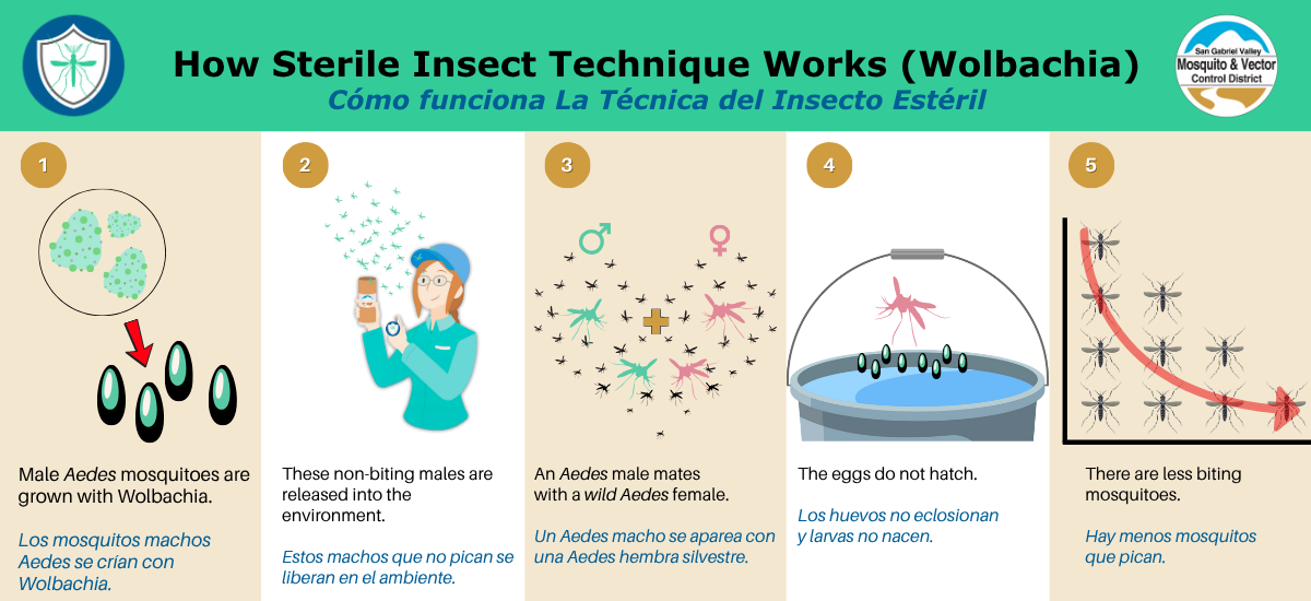 Infographic on sterile insect technique with Wolbachia bacteria in Aedes mosquitoes to reduce mosquito populations.