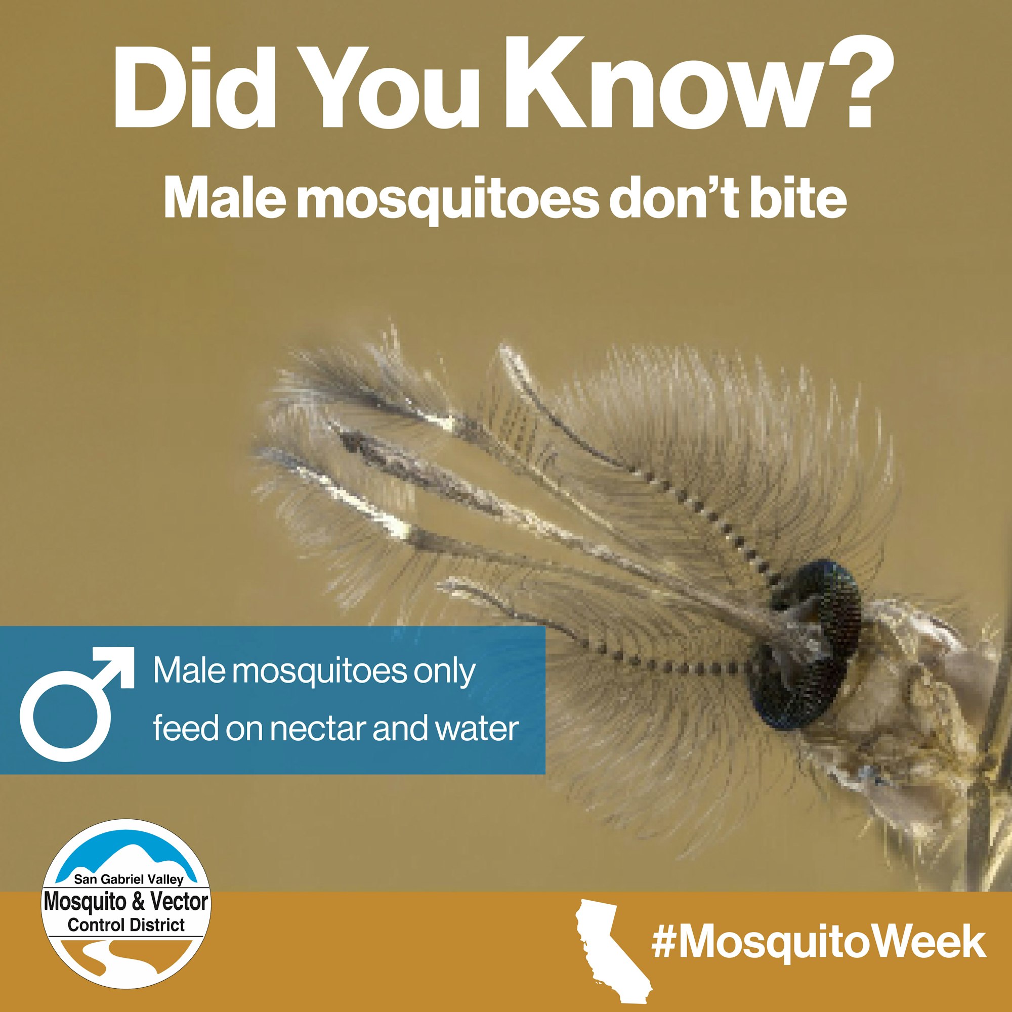 "Male mosquitoes don't bite; they feed on nectar and water. #MosquitoWeek"