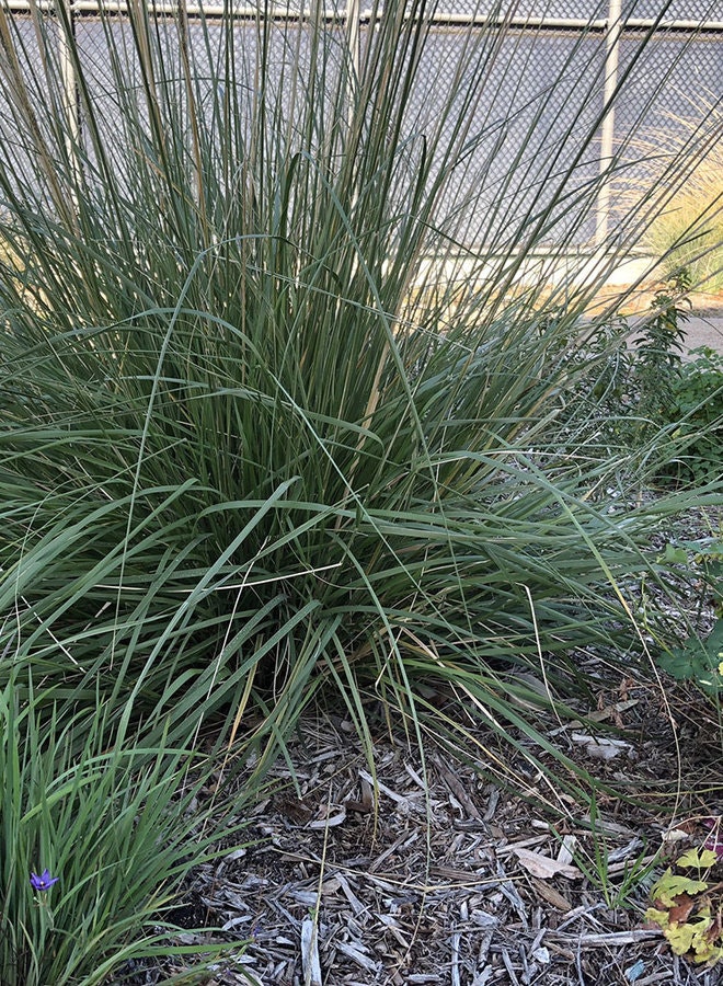 May contain: grass, plant, lawn, and agropyron