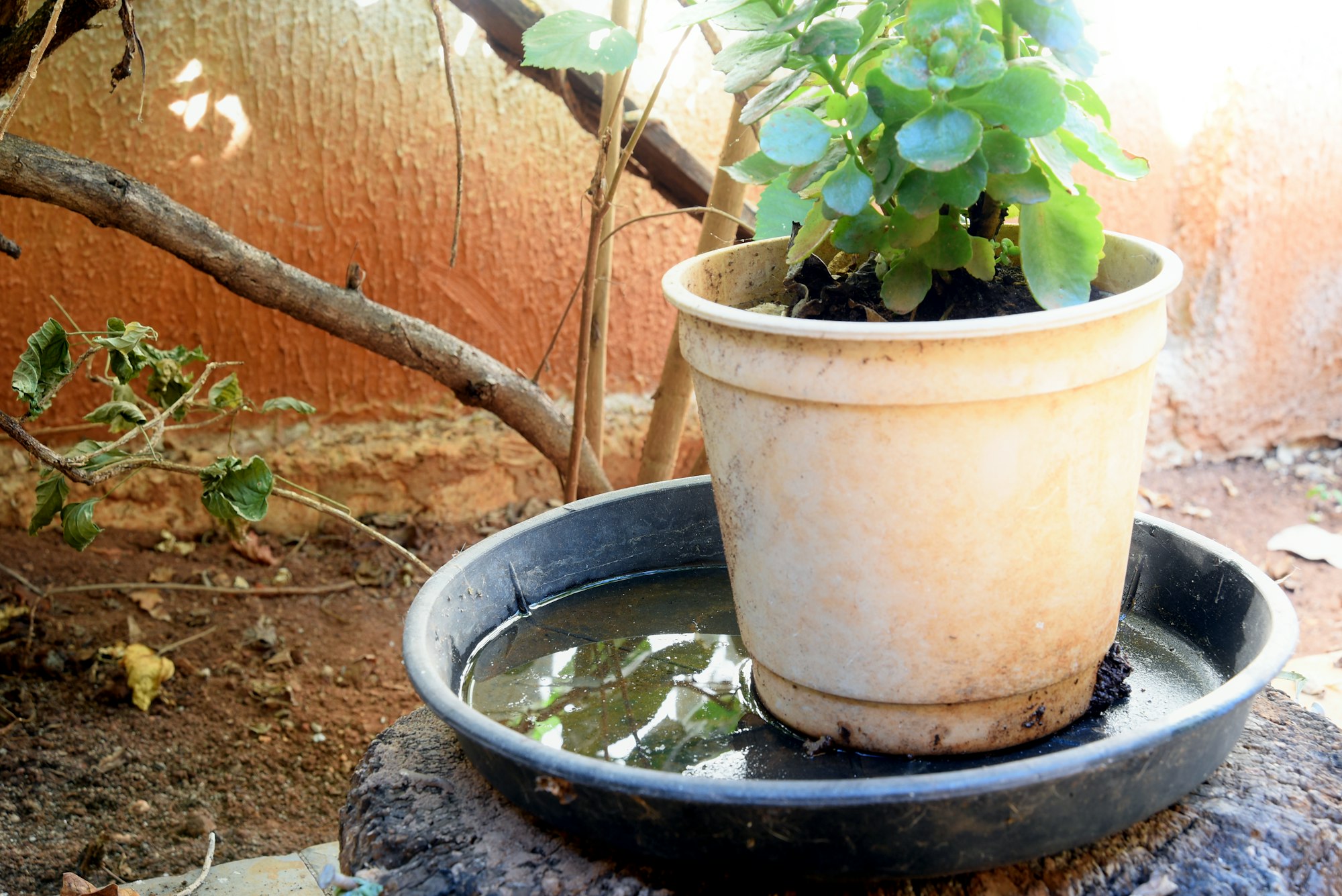 Plant in a pot sitting in a black tray with water, placed outdoors on soil with branches and a textured wall in the background.