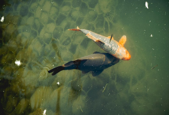 Two fish swimming in clear water, one with an orange and white pattern, and the other dark in color, over a rocky bottom.