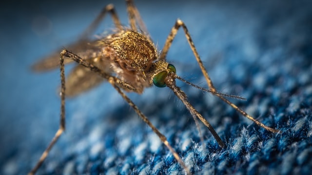A close-up image of a mosquito on textured blue fabric, showcasing its intricate features and details.