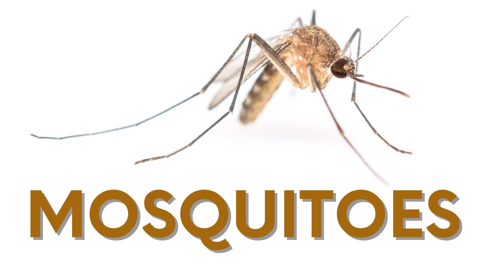 Close-up of a mosquito with the word "MOSQUITOES" below it.