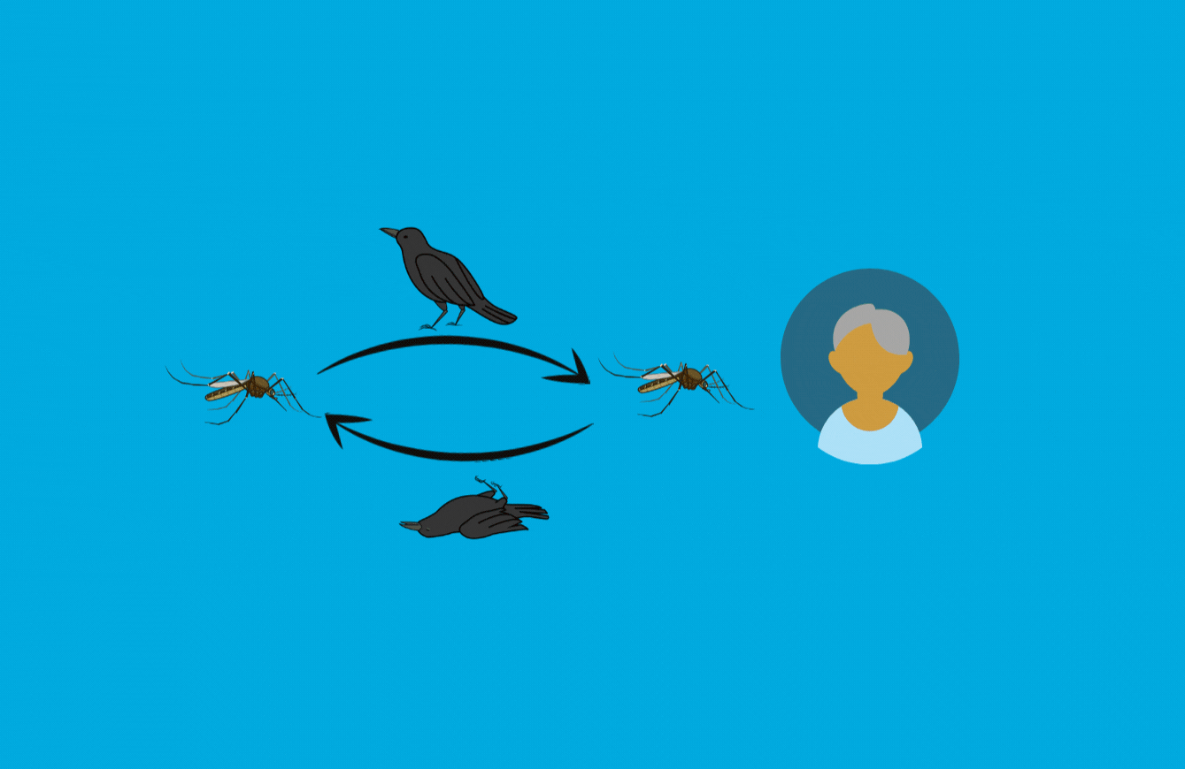 West Nile virus transmission