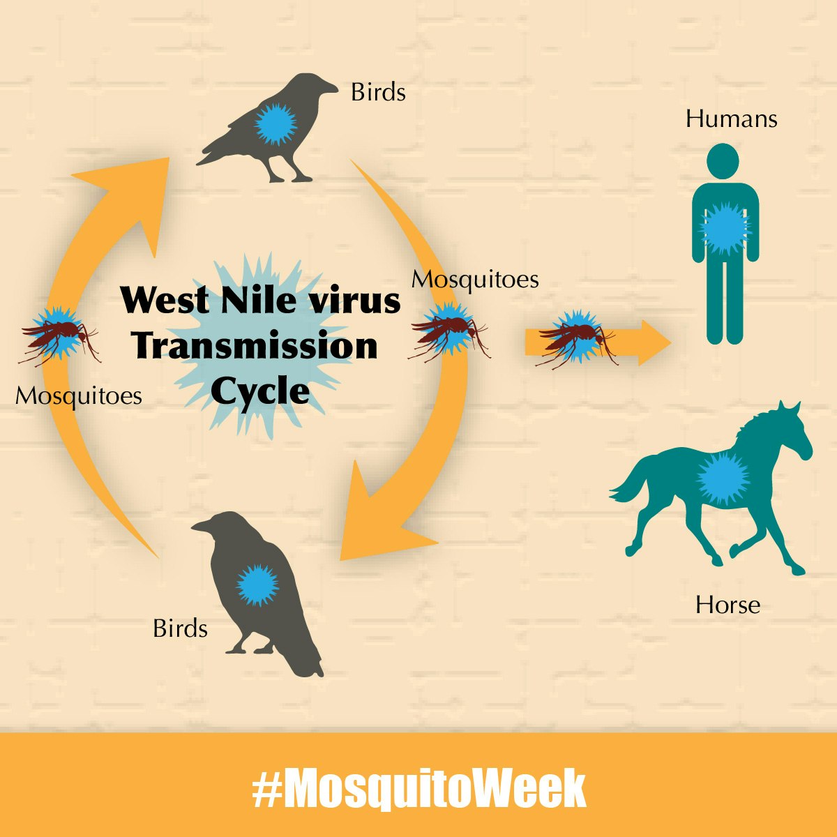 West Nile virus transmission cycle