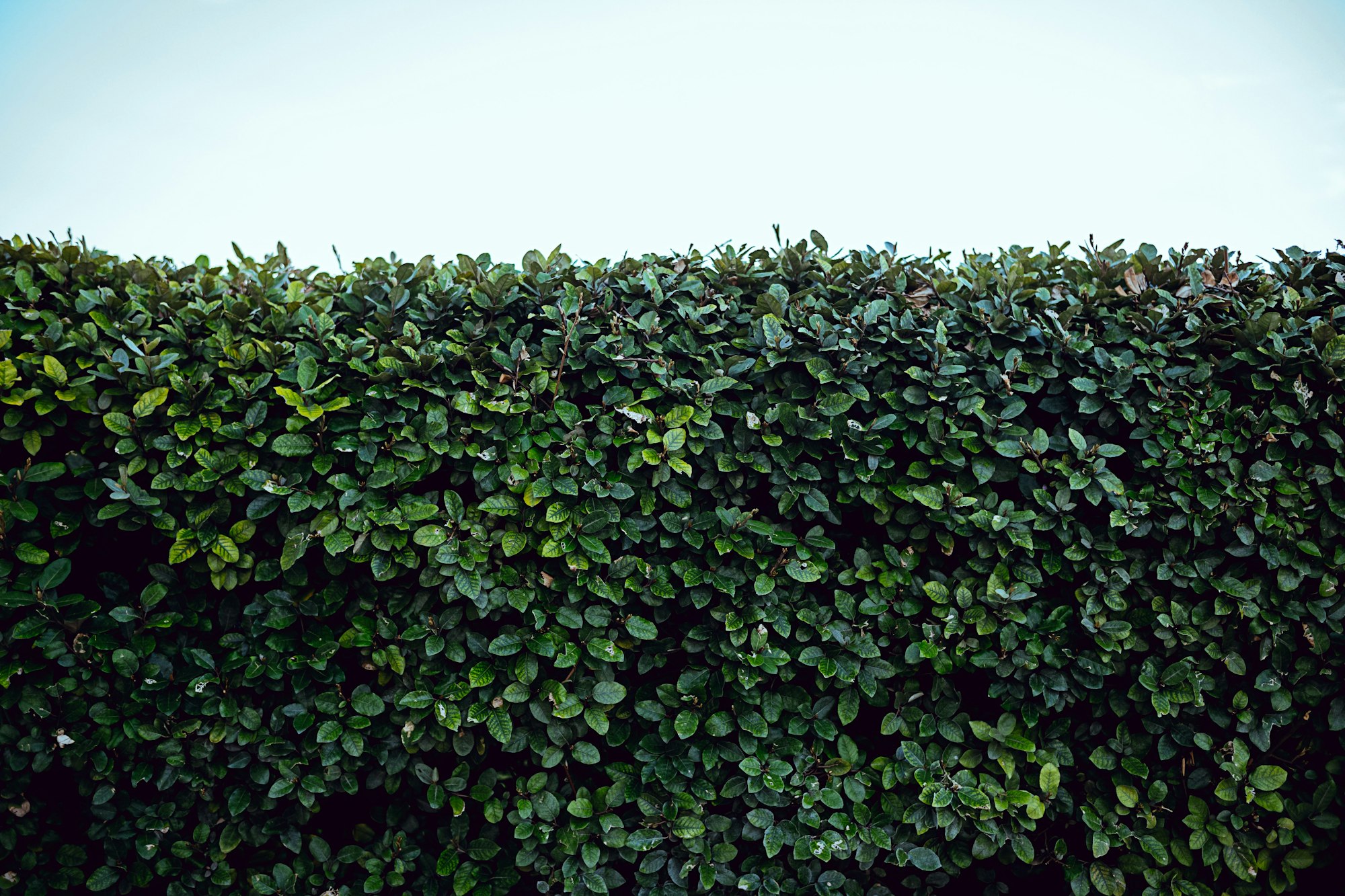 May contain: plant, hedge, fence, bush, and vegetation