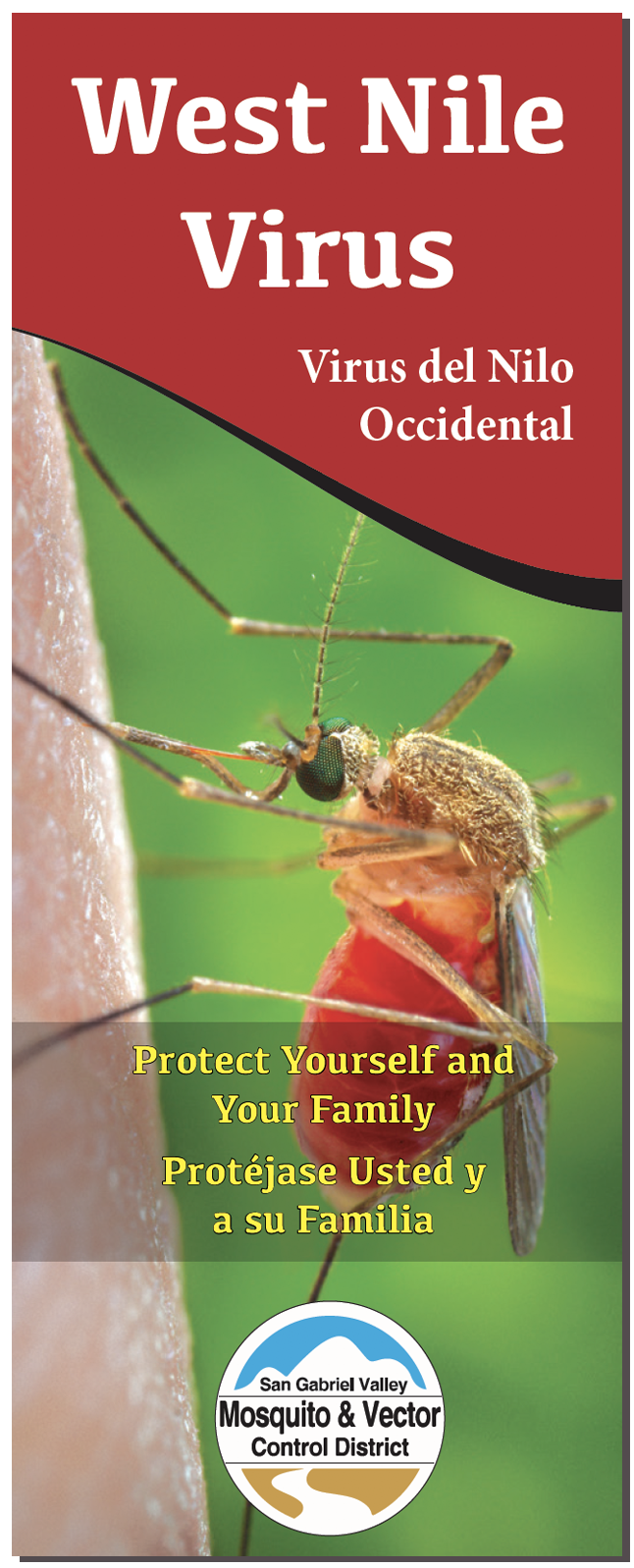 May contain: mosquito, animal, insect, and invertebrate