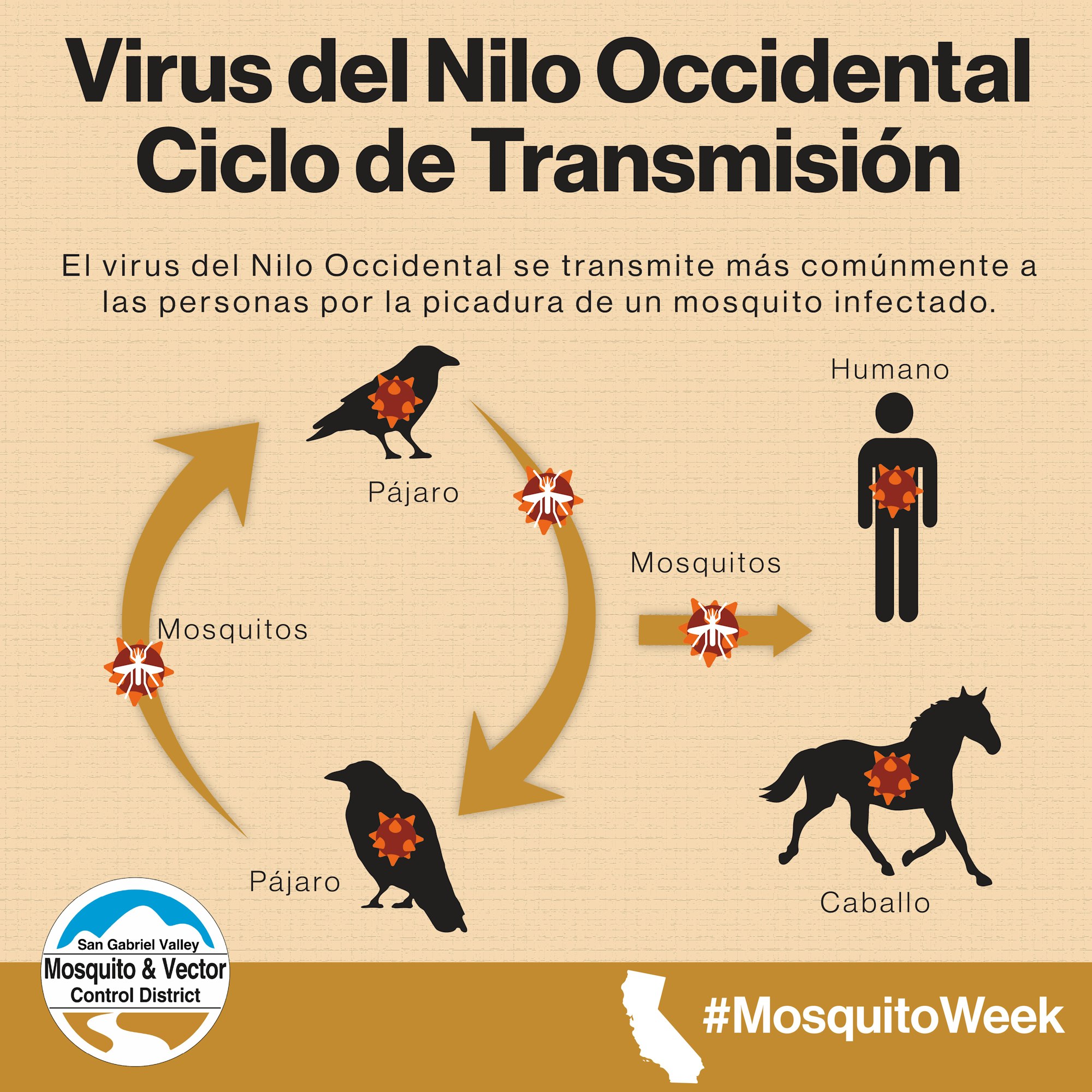 West Nile Virus transmission cycle: birds and mosquitoes. Mosquitoes transmit to humans and horses. #MosquitoWeek logo is present.