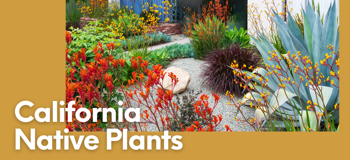 A vibrant garden featuring California native plants with colorful flowers and greenery, showcasing ecological landscaping.