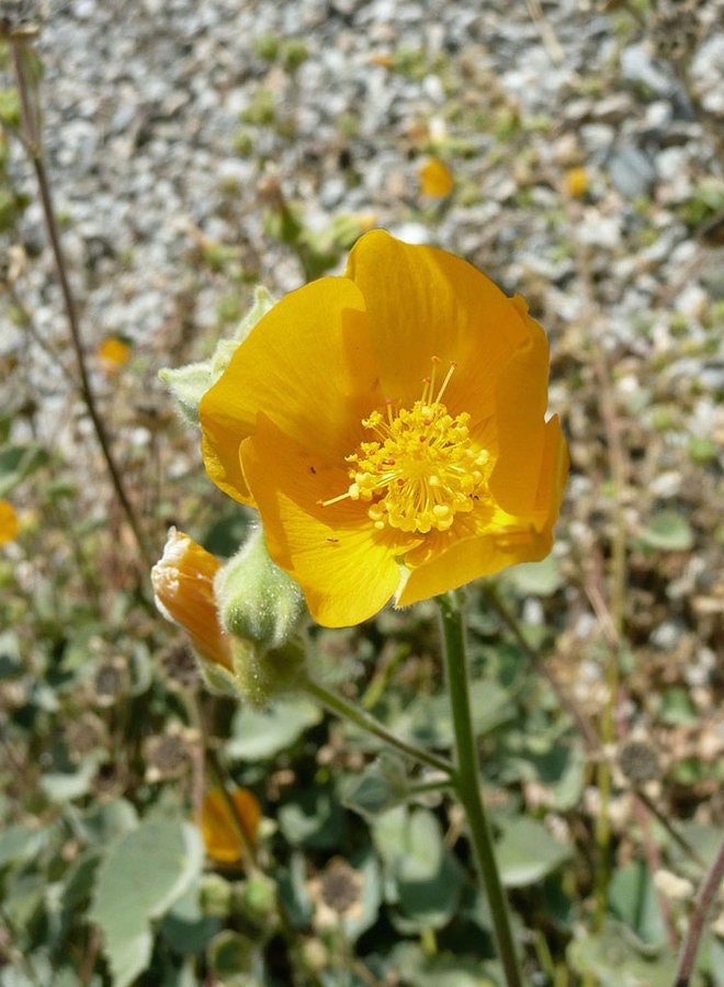 May contain: pollen, plant, flower, and blossom
