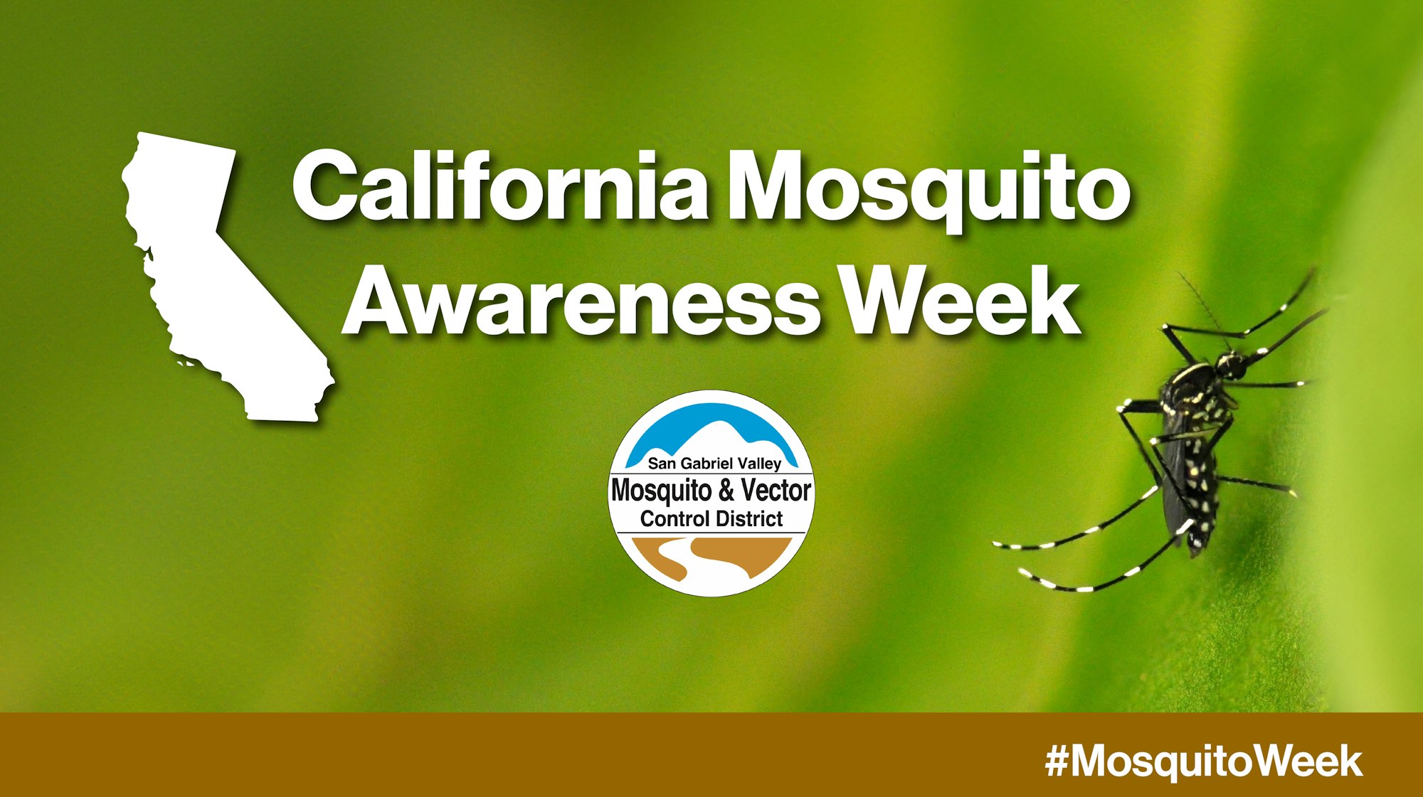 California Mosquito Awareness Week, San Gabriel Valley Mosquito & Vector Control, with a mosquito image. #MosquitoWeek