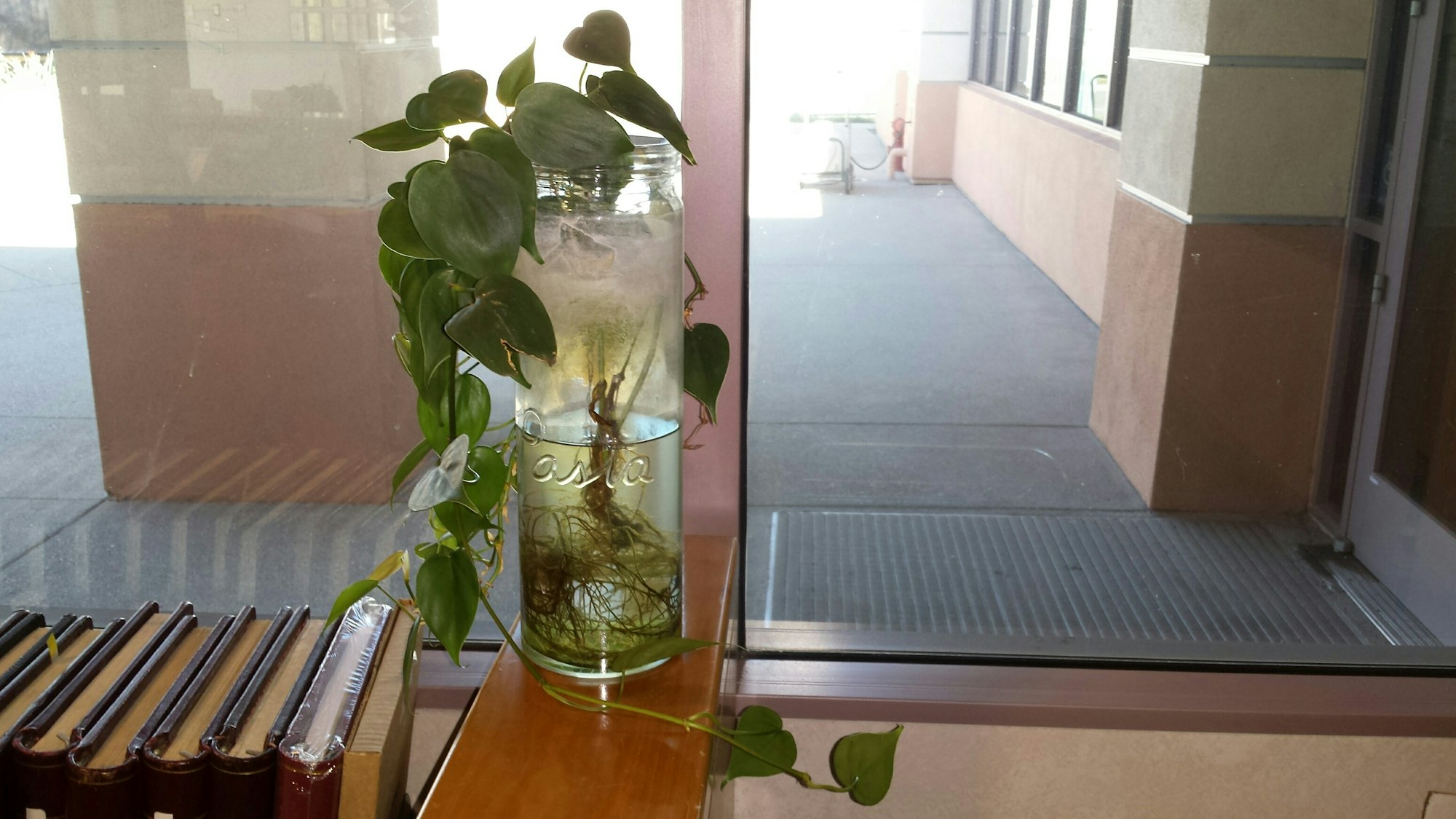 Plant growing in a jar with roots in water, next to a row of books by a window.