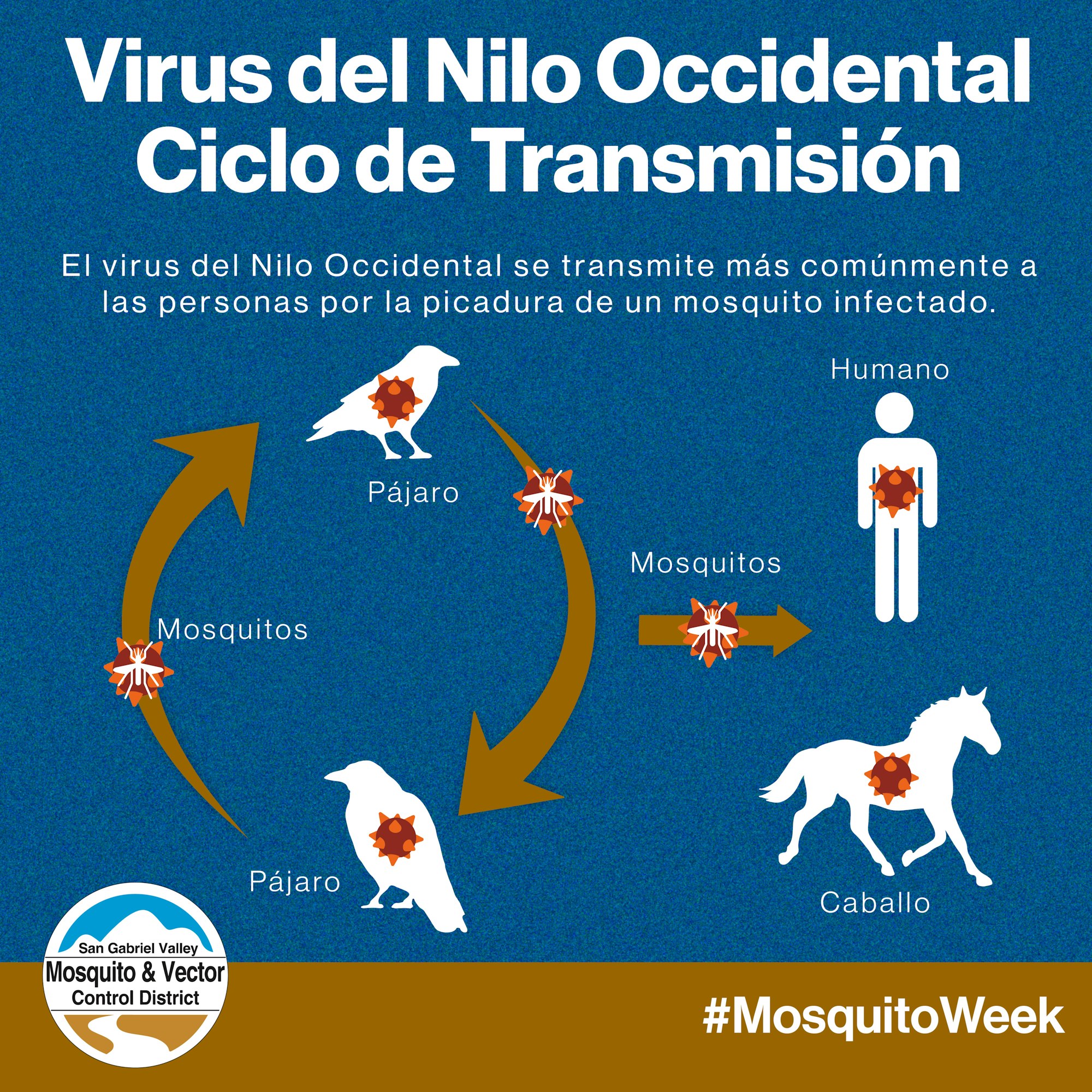 Cycle of West Nile Virus transmission via mosquitoes, affecting birds, humans, and horses. #MosquitoWeek
