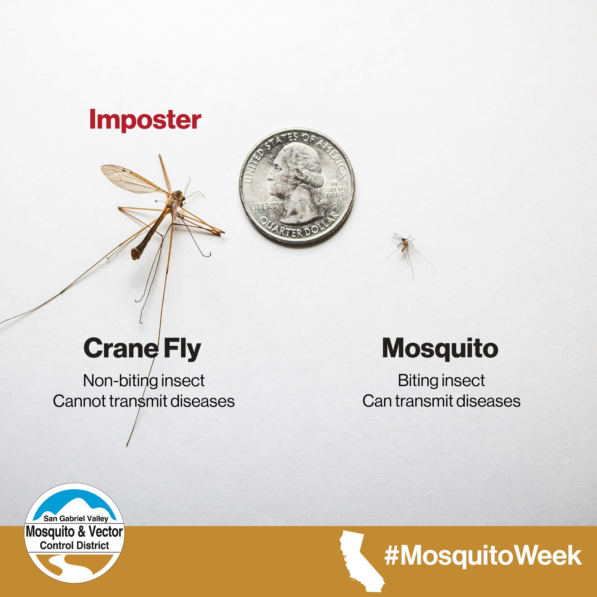 Crane fly (non-biting) vs. mosquito (biting), shown with a quarter for size comparison.
