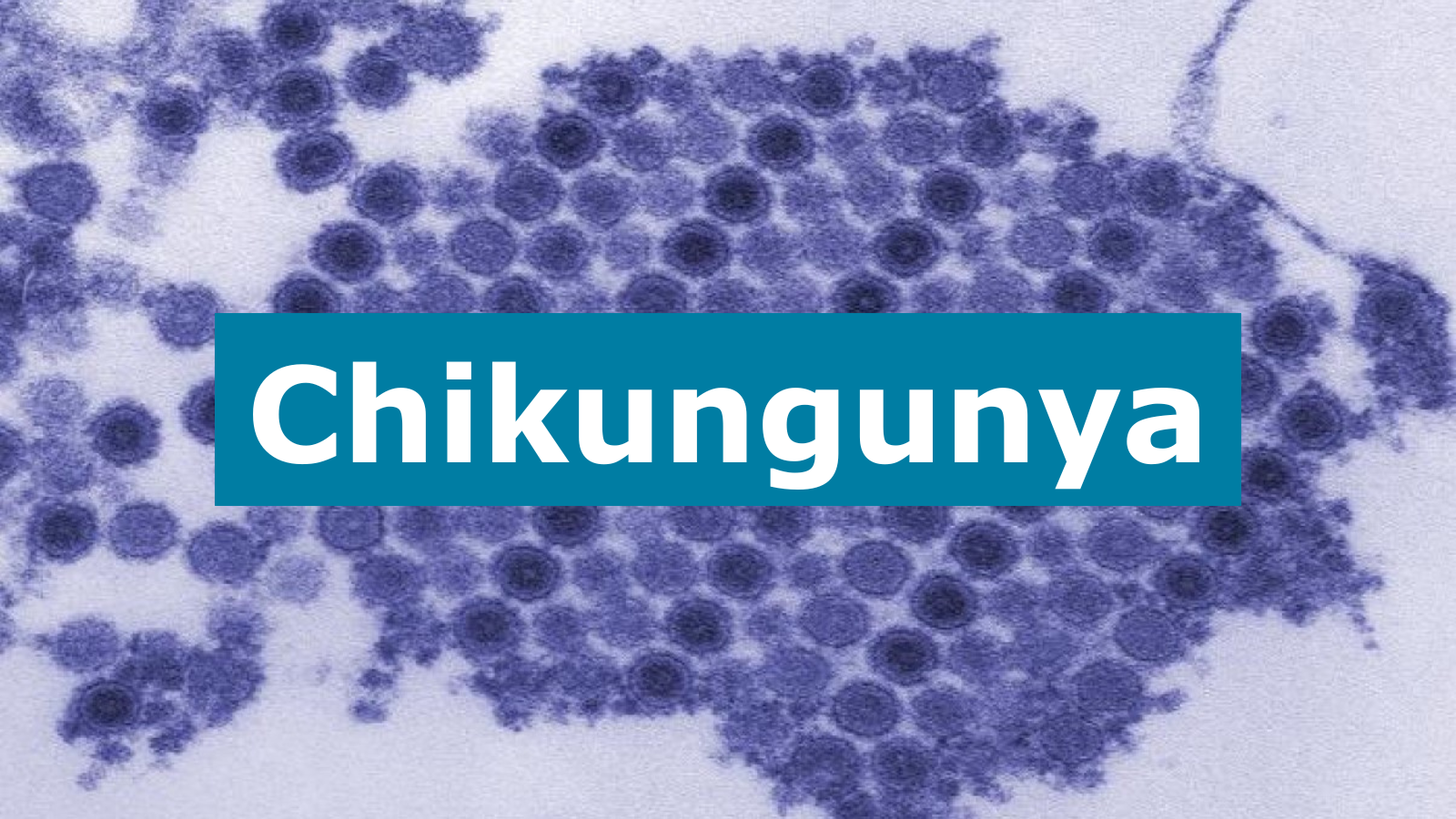 The image features a microscopic view of the Chikungunya virus, identified by the bold text.