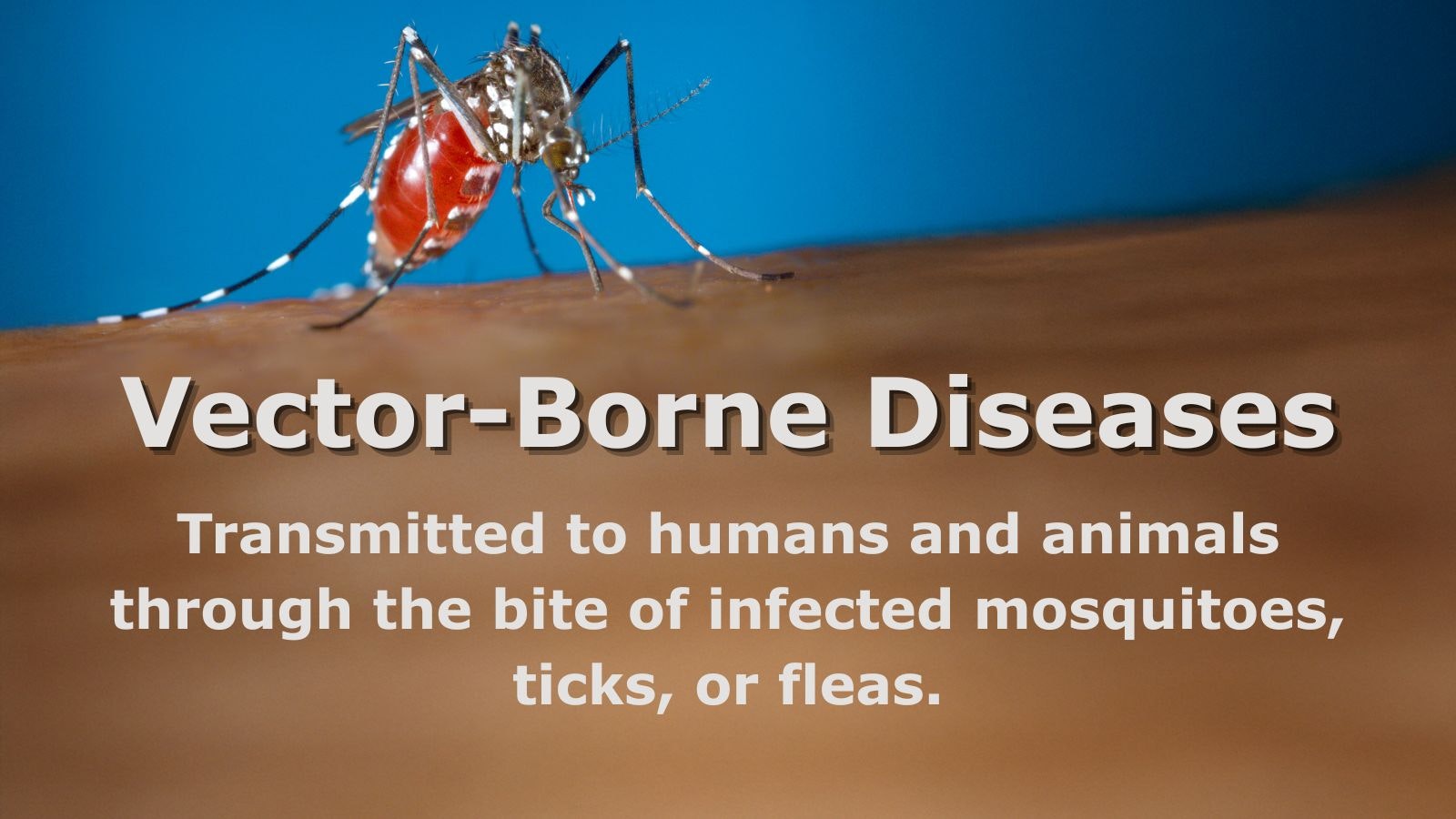 Mosquito on skin with text about vector-borne diseases transmitted by mosquitoes, ticks, or fleas.