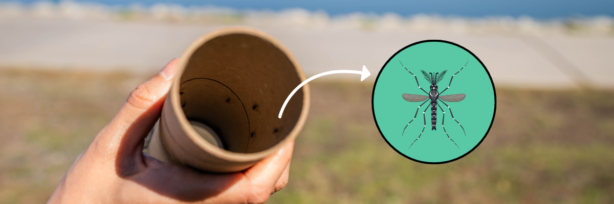 A person holds a tube containing mosquitoes, highlighted by an inset illustration of a mosquito.