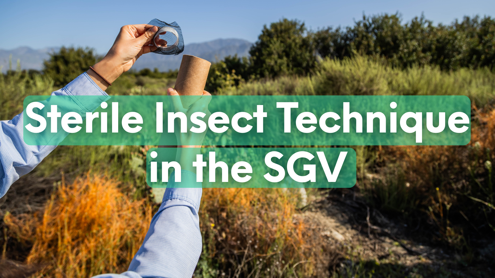 An image showing the application of the Sterile Insect Technique in the San Gabriel Valley, emphasizing environmental pest control.