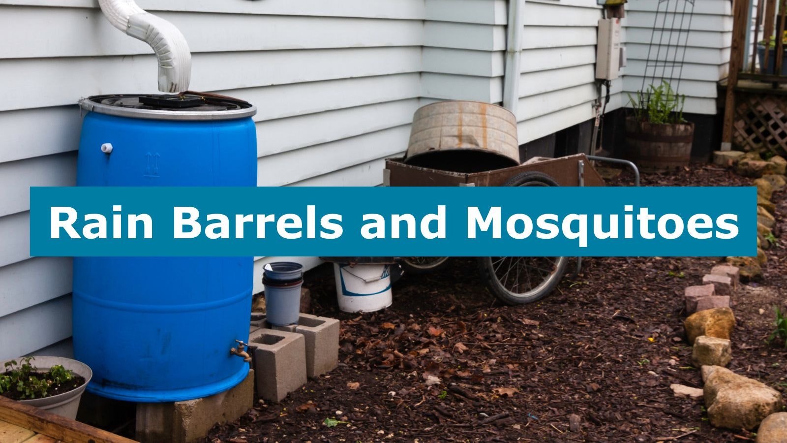 A blue rain barrel by a house, text overlay "Rain Barrels and Mosquitoes."
