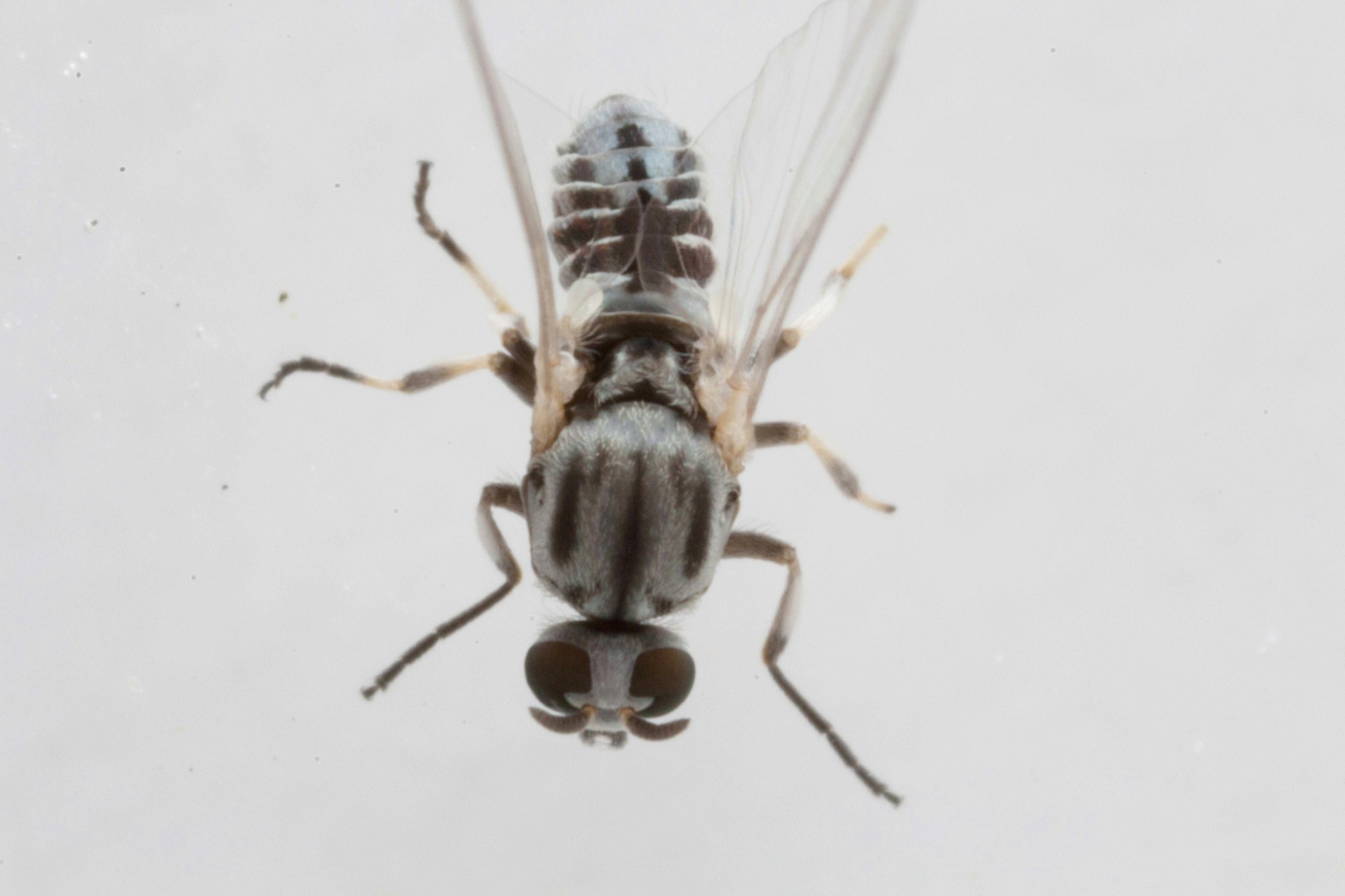 The image shows an up-close view of a small insect, possibly a species of fly, with distinct features and wings.