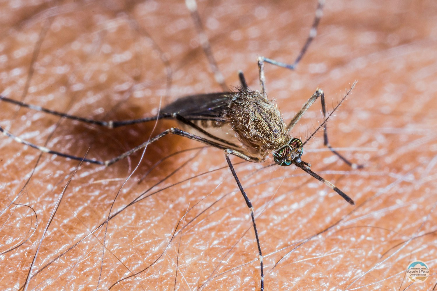 A mosquito on human skin.