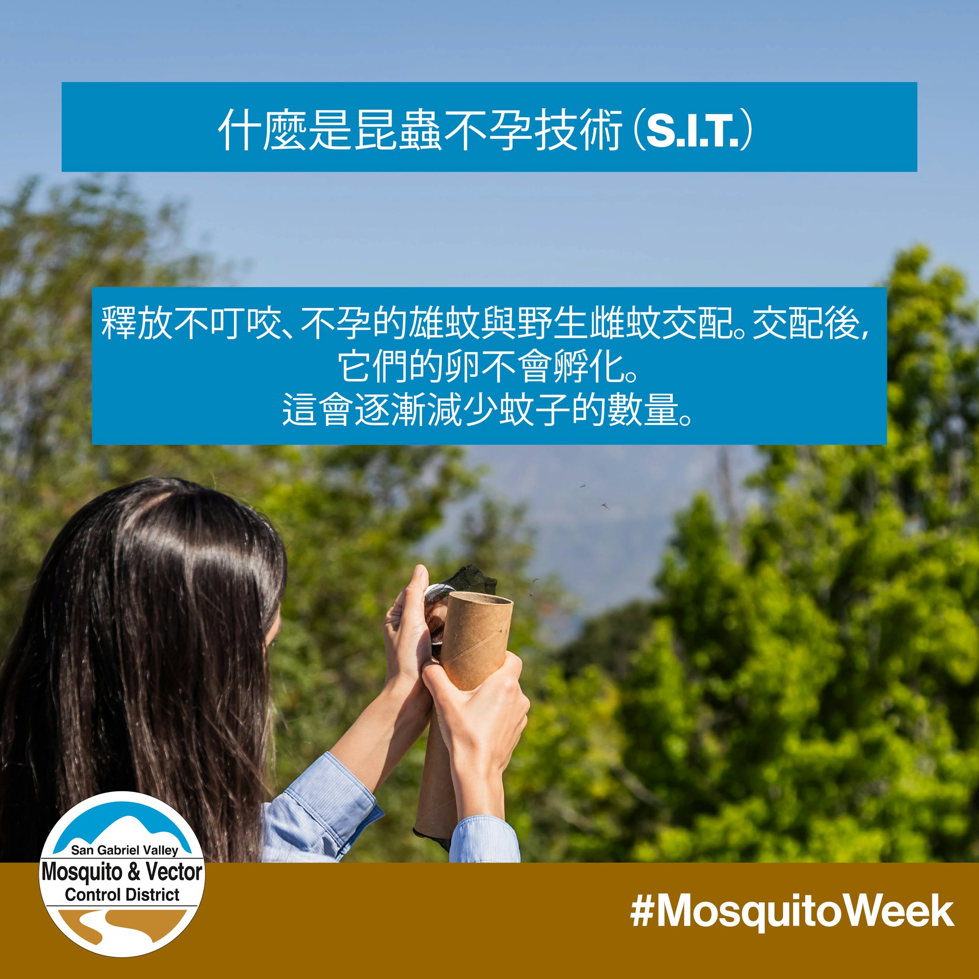 Text about Sterile Insect Technique (S.I.T.) for mosquito control with a person releasing mosquitoes outdoors.