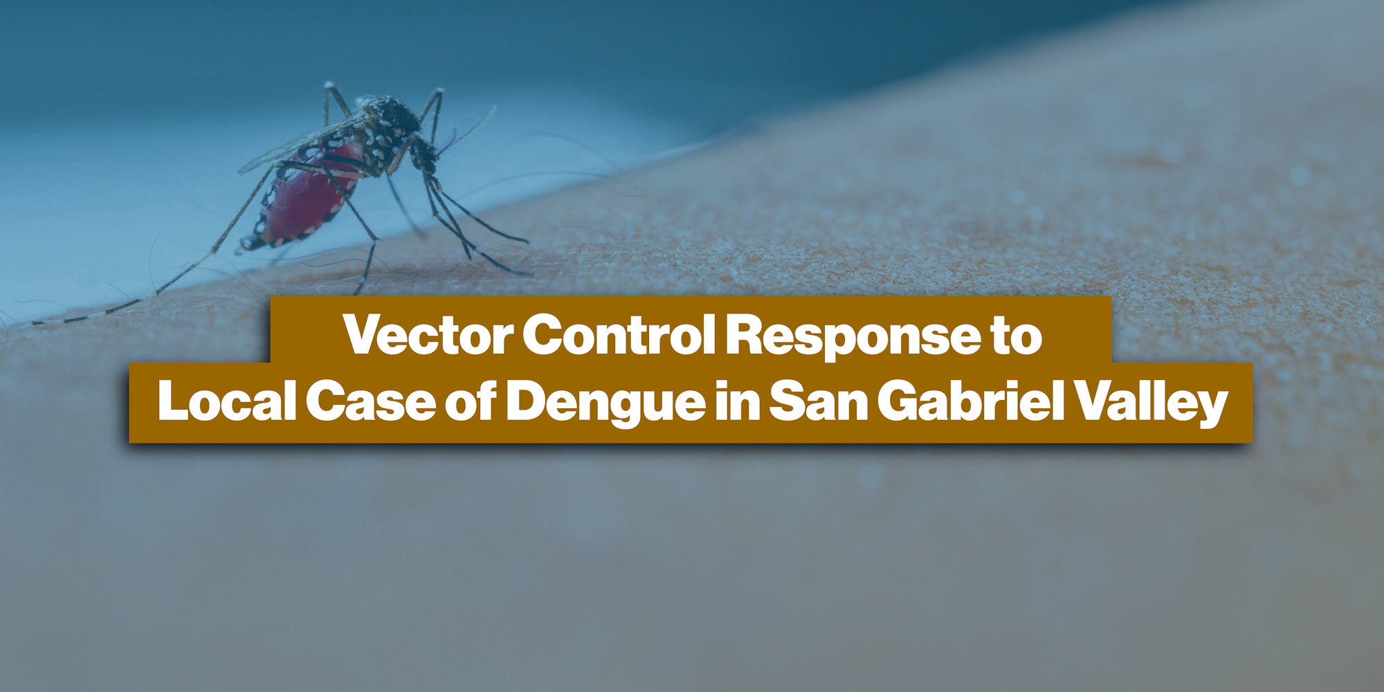 Mosquito on skin with text: "Vector Control Response to Local Case of Dengue in San Gabriel Valley."