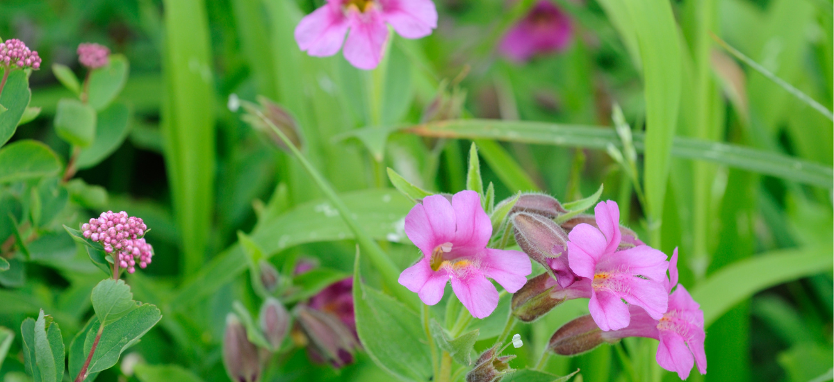 May contain: geranium, plant, flower, and blossom