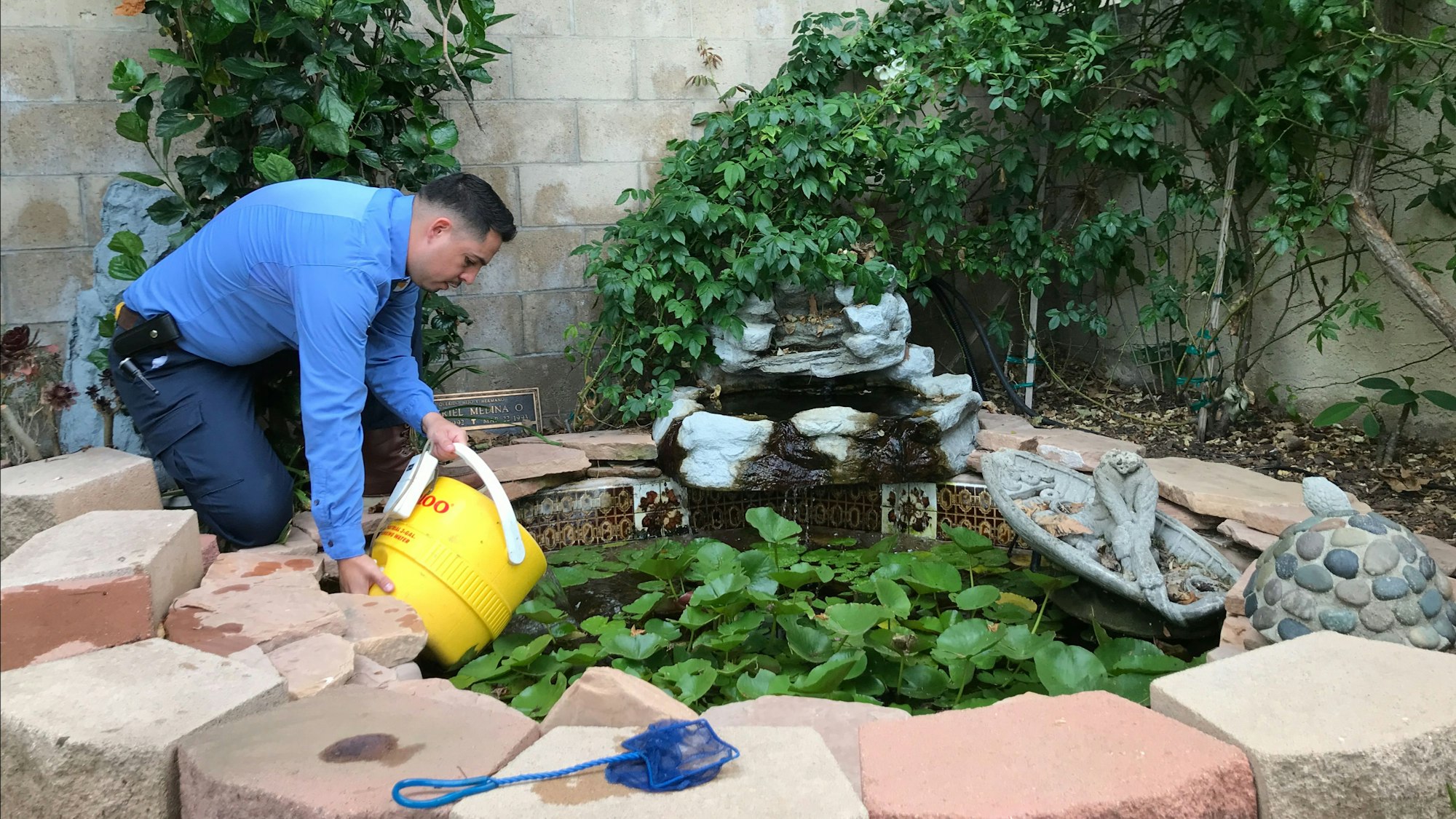 A person in a blue shirt is kneeling by a pond, pouring from a yellow bucket among water lilies and decorative stones.