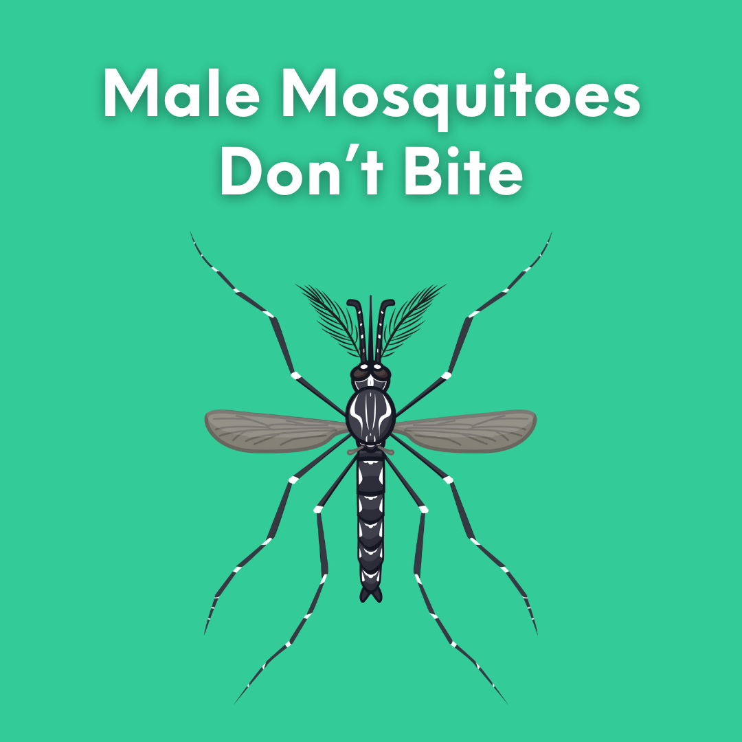 The image features a graphic of a mosquito with the text "Male Mosquitoes Don't Bite" on a green background.