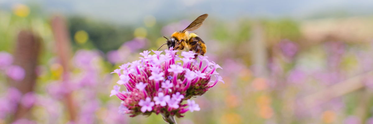 A bee on a vibrant purple flower with a blurred, colorful background.