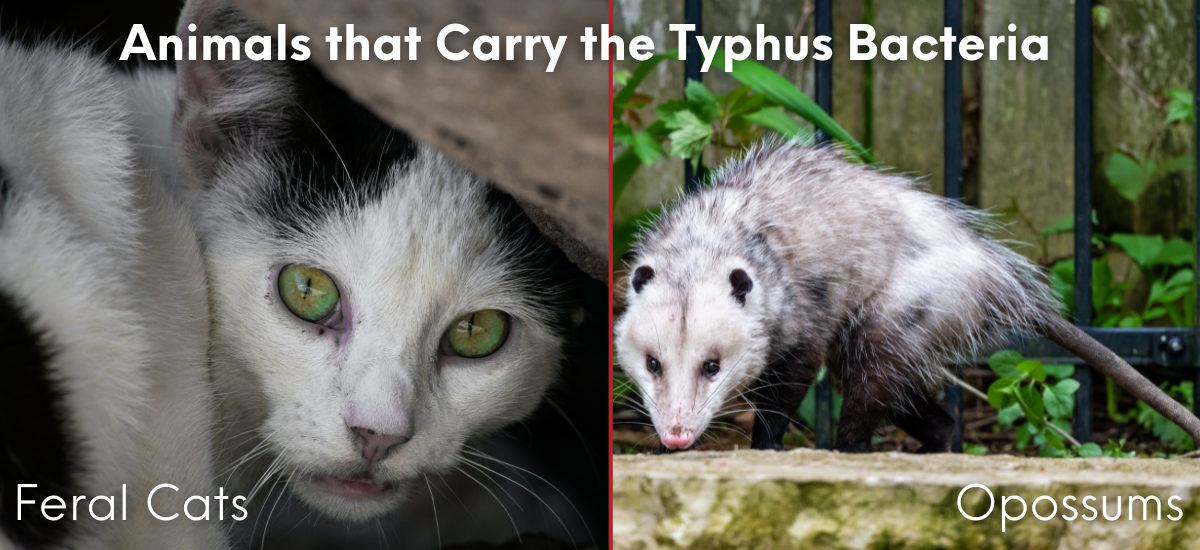 Two images side by side: a feral cat and an opossum, with text "Animals that Carry the Typhus Bacteria".