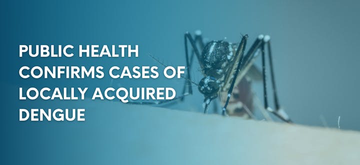 A mosquito with text alerting to locally acquired cases of dengue confirmed by public health.