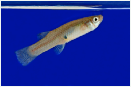 The image features a small fish swimming in a blue background. It appears to have a light body and fins.