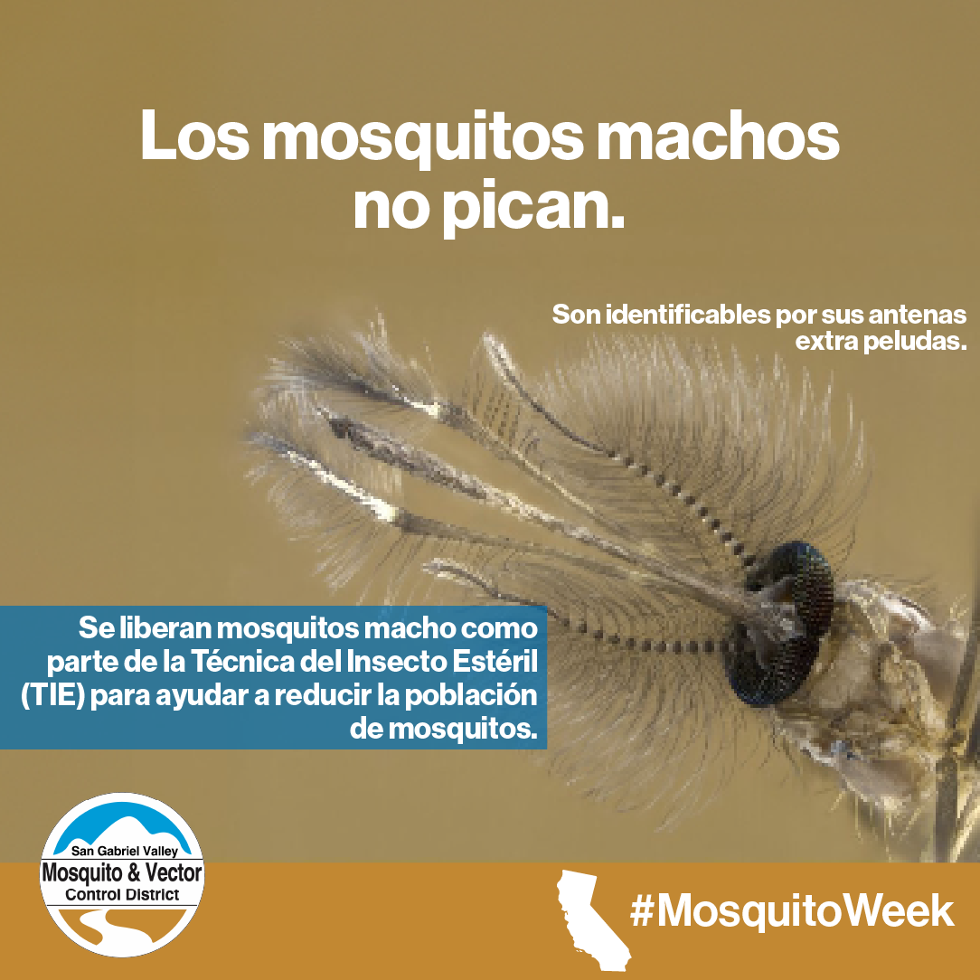 The image highlights that male mosquitoes don't bite and are identifiable by their feathery antennas. It promotes a mosquito control technique.
