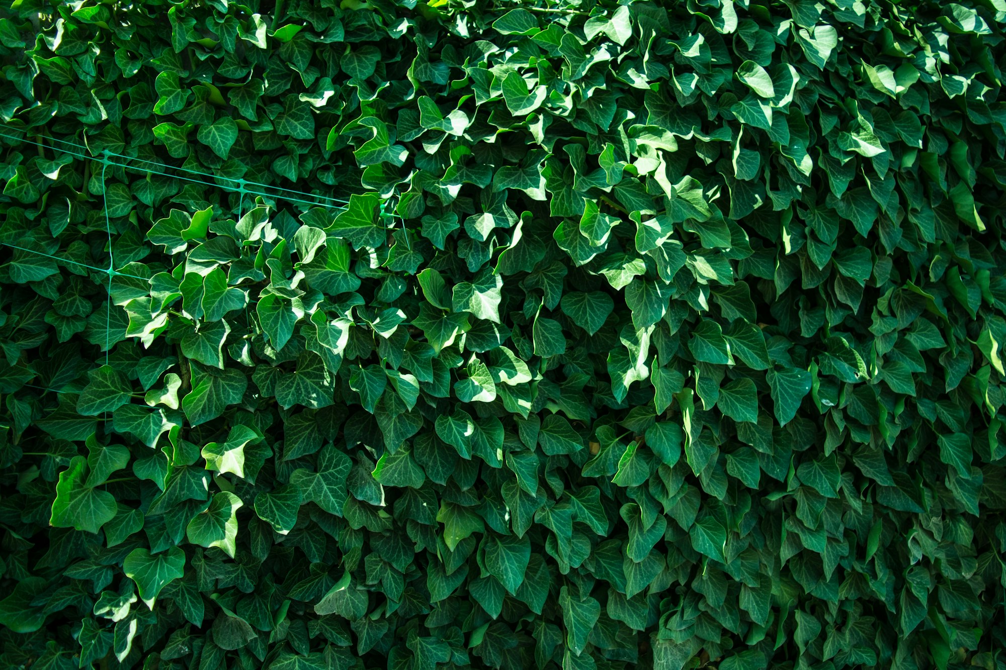 May contain: plant and ivy