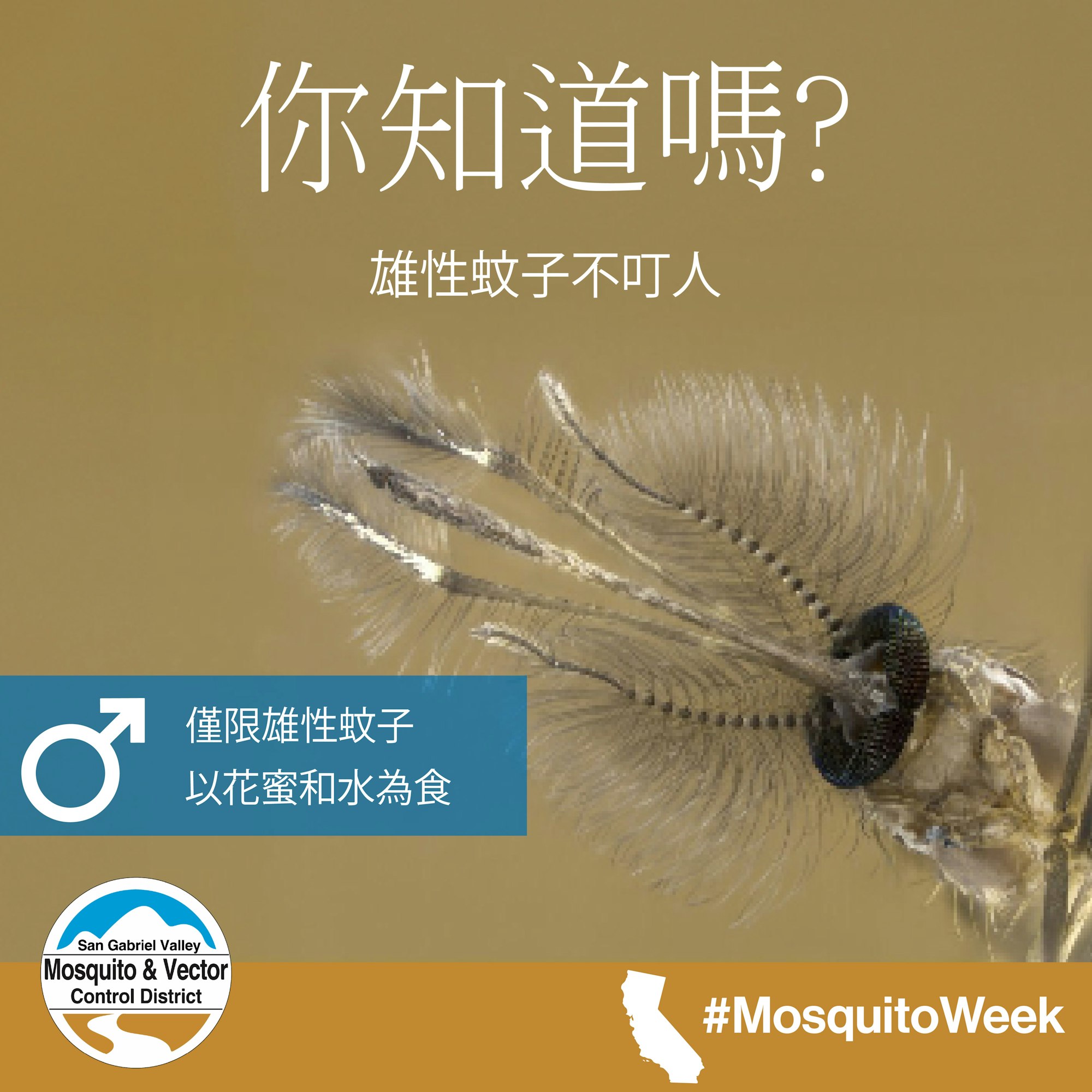 Close-up of a mosquito with text explaining male mosquitoes don't bite. Includes a logo and hashtag #MosquitoWeek.