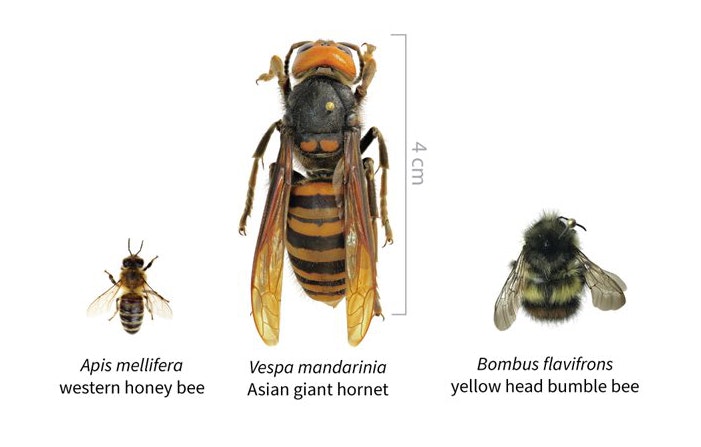 May contain: honey bee, bee, animal, insect, invertebrate, andrena, wasp, hornet, and apidae