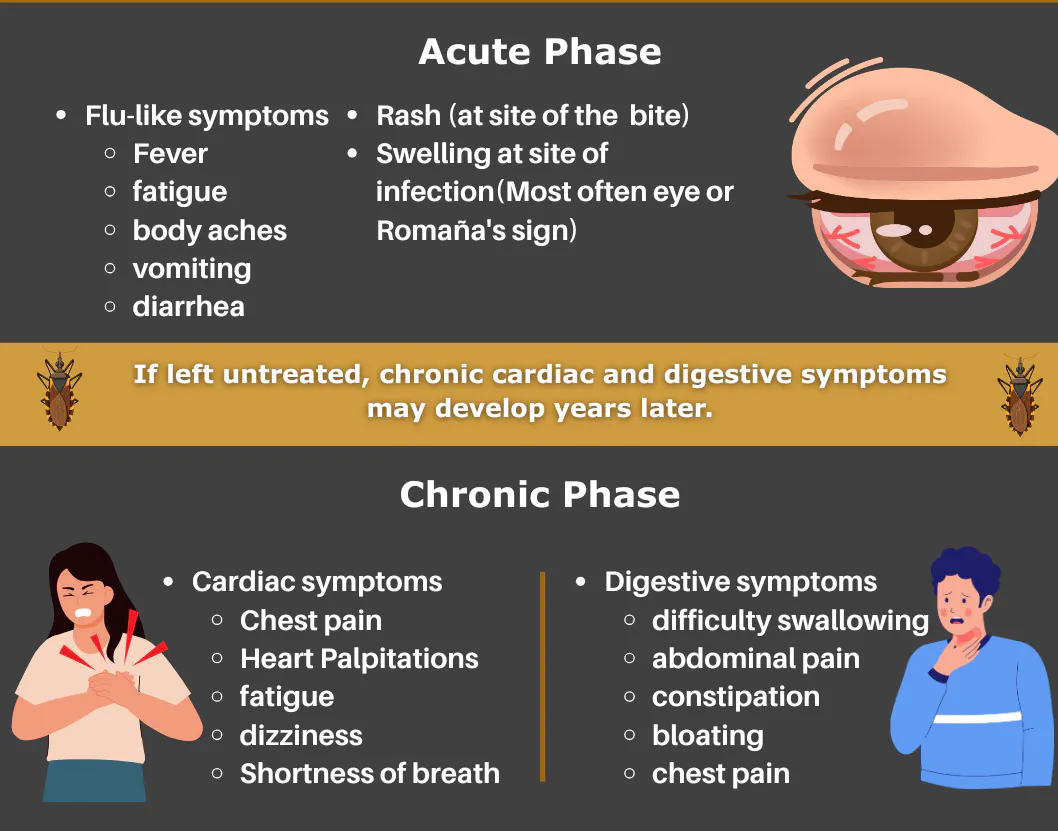 The image outlines Chagas disease symptoms: acute phase includes flu-like symptoms and rash, chronic phase includes cardiac and digestive issues.